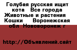 Голубая русская ищит кота - Все города Животные и растения » Кошки   . Воронежская обл.,Нововоронеж г.